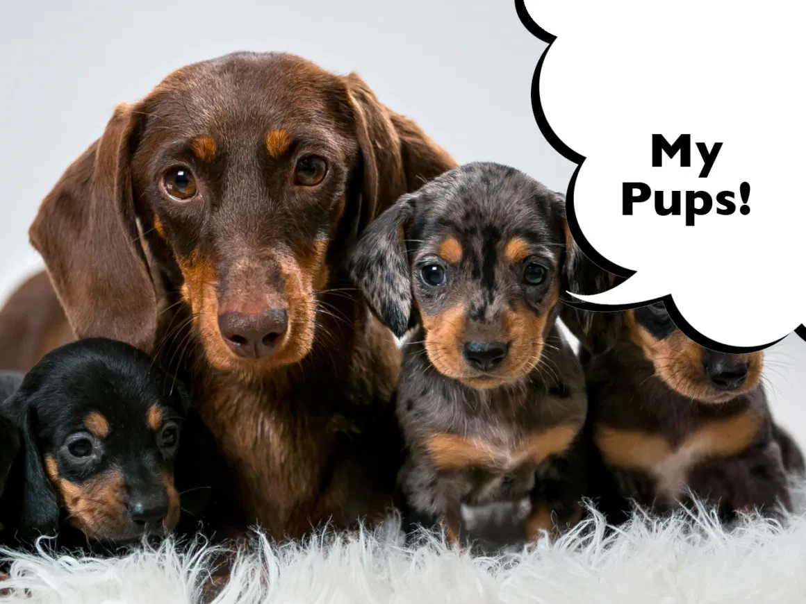 Wiener Dachshund Logo