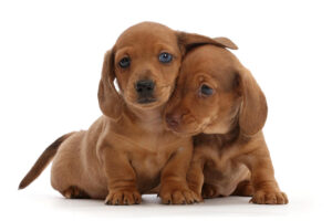 two-red-dachshund-puppies-mark-taylor